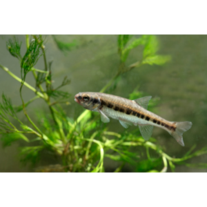 Fathead Minnows in New Ponds  Missouri Department of Conservation